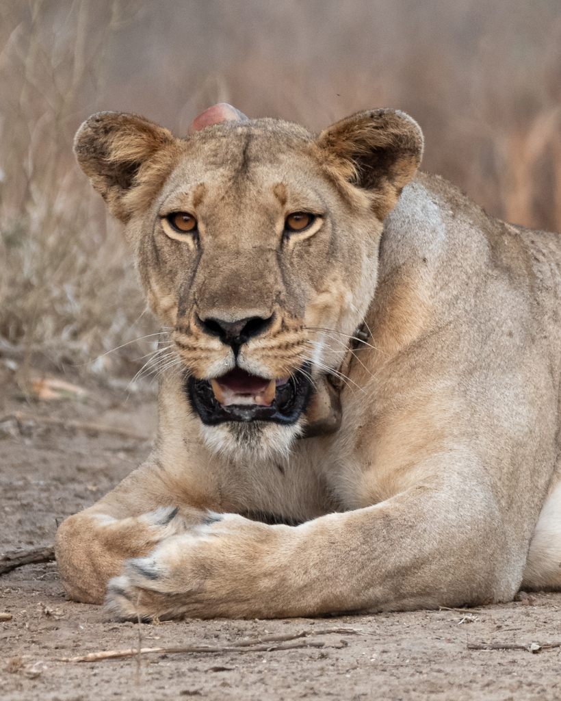 Lioness with collar in Mozambique