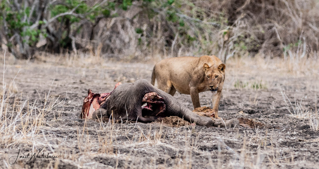 Lion at elephant calf carcass in Mana Pools National Park, Zimbabwe