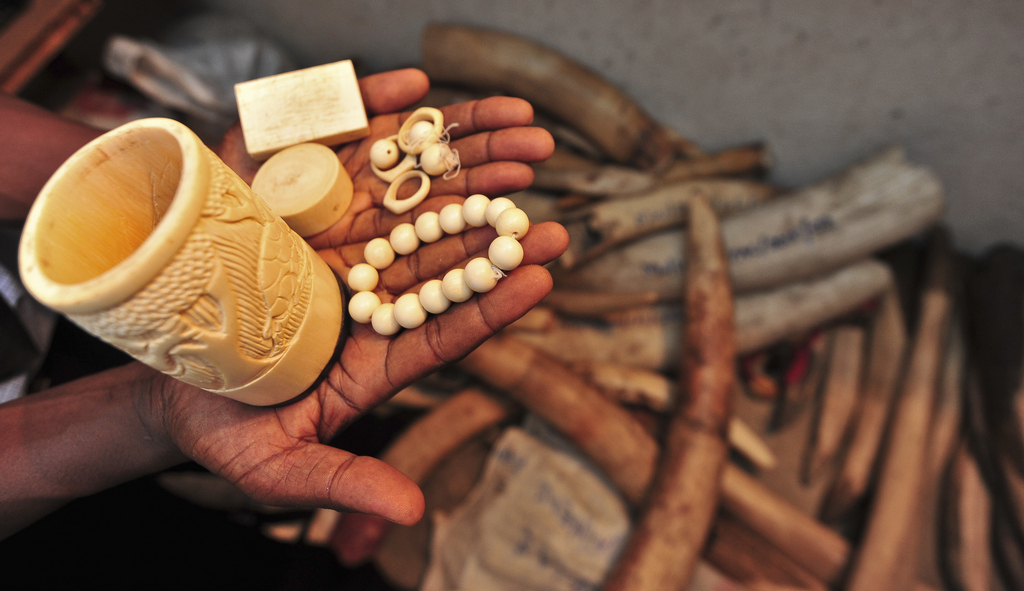 Ivory pieces recovered from poachers in Malawi