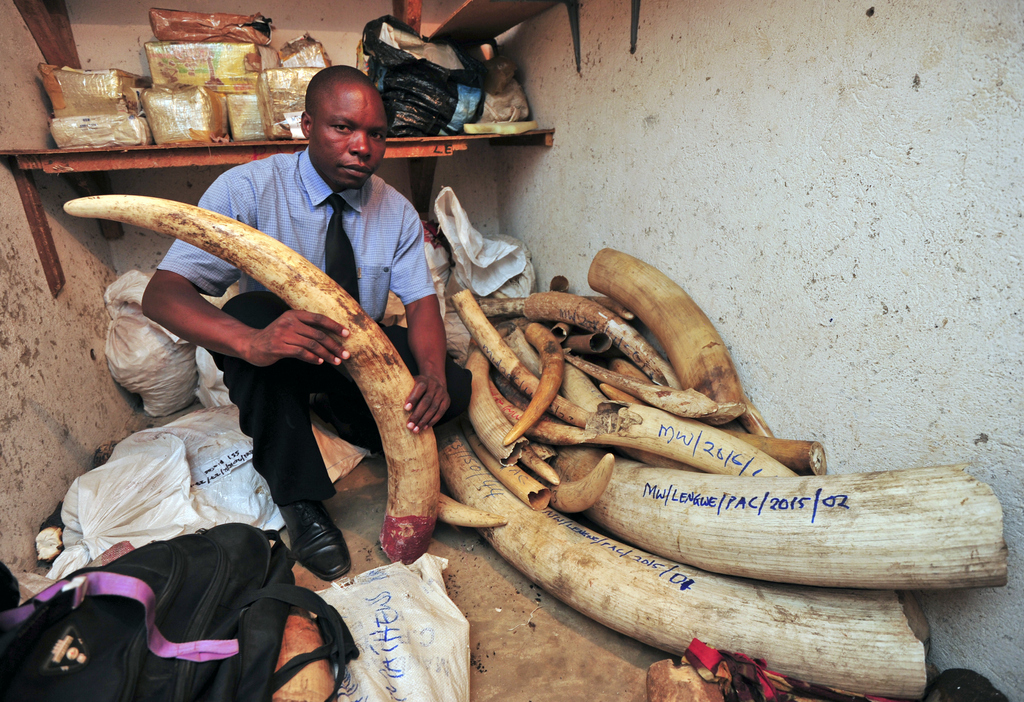 A Malawi enforcement officer shows just some of the ivory recovered from poachers