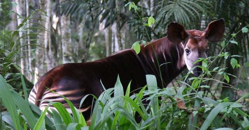 Okapi in the forest in Democratic Republic of Congo