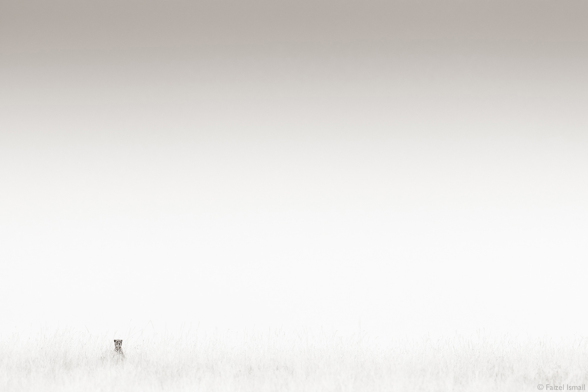 Single cheetah sitting in vast landscape of Maasai Mara, Kenya