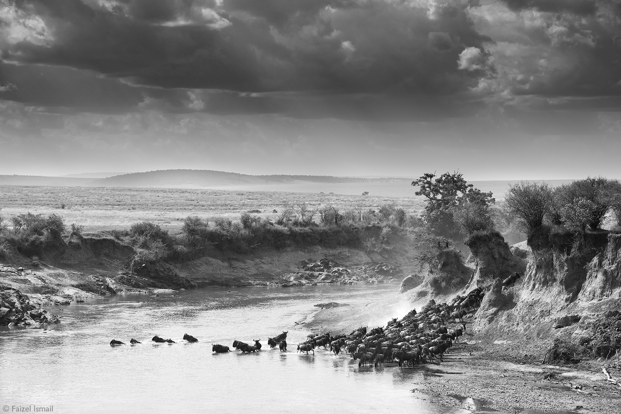 Wildebeest crossing the Mara River in Kenya