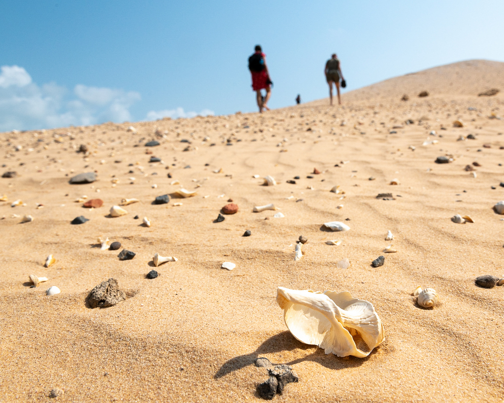 Seashells on a sand dune in Mozambique