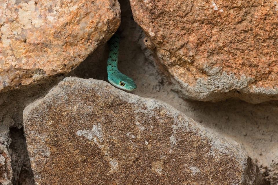 Spotted bush snake