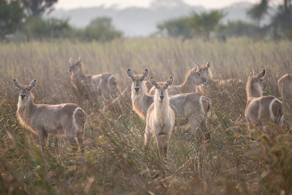 Waterbuck in Gorongosa National Park in Mozambique