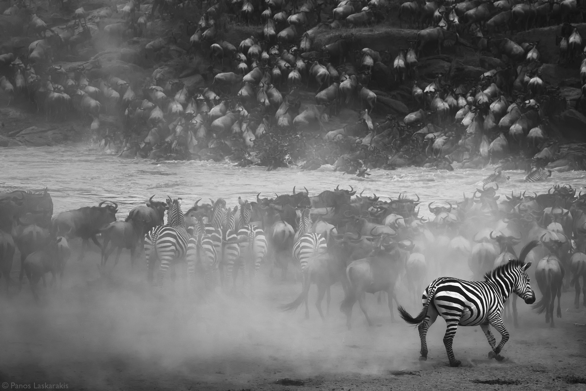 Wildbeest and zebras at the Mara River crossing in Kenya
