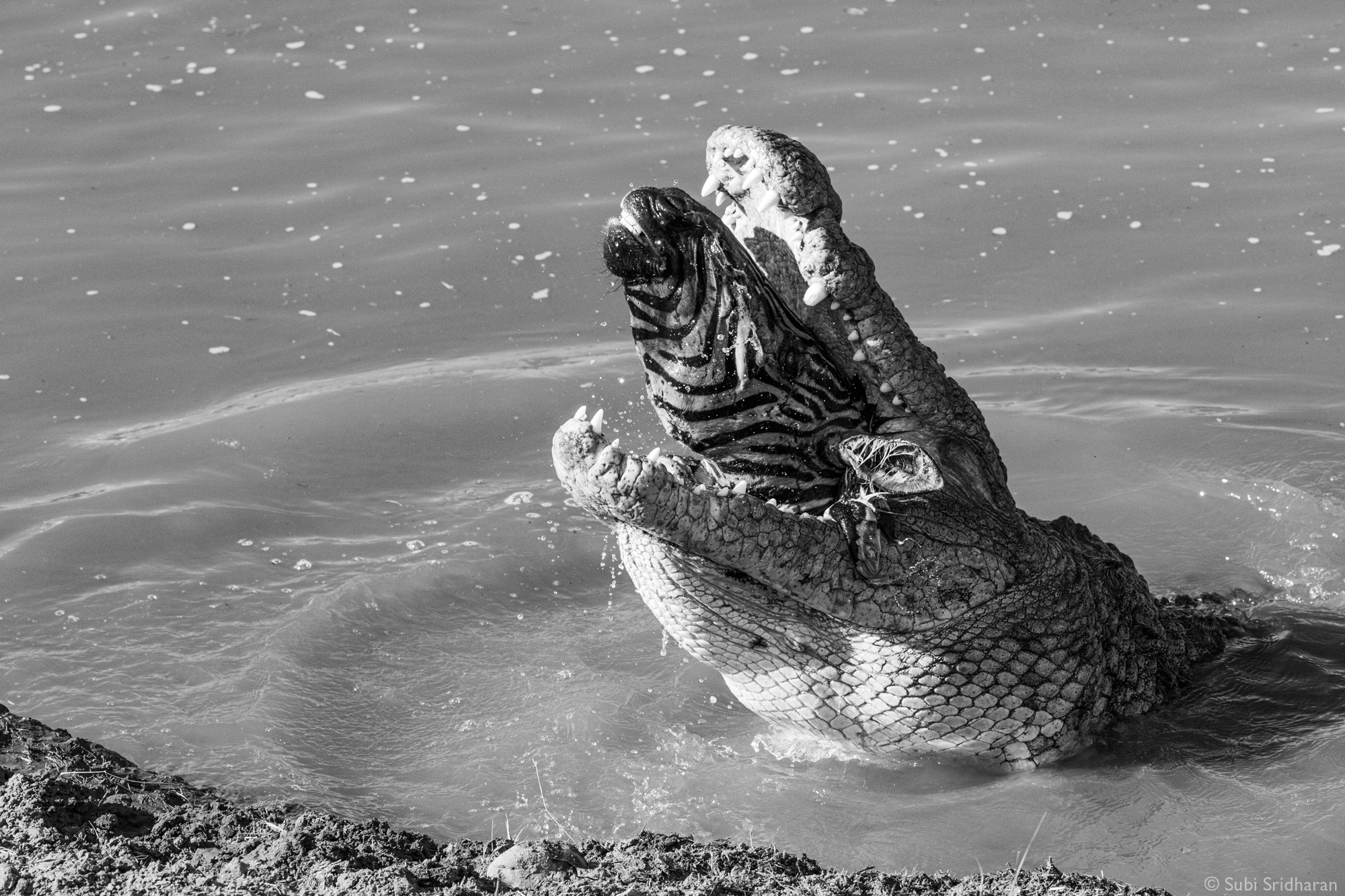 Crocodile eating zebra in the river