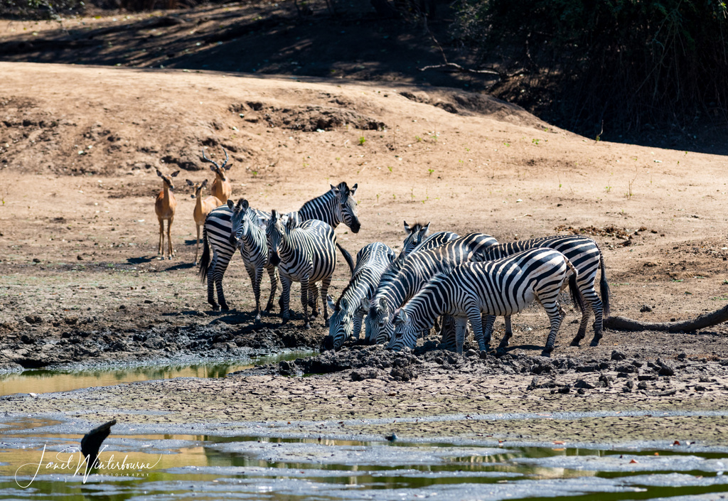 Zebras by a waterhole in Mana Pools National Park, Zimbabwe