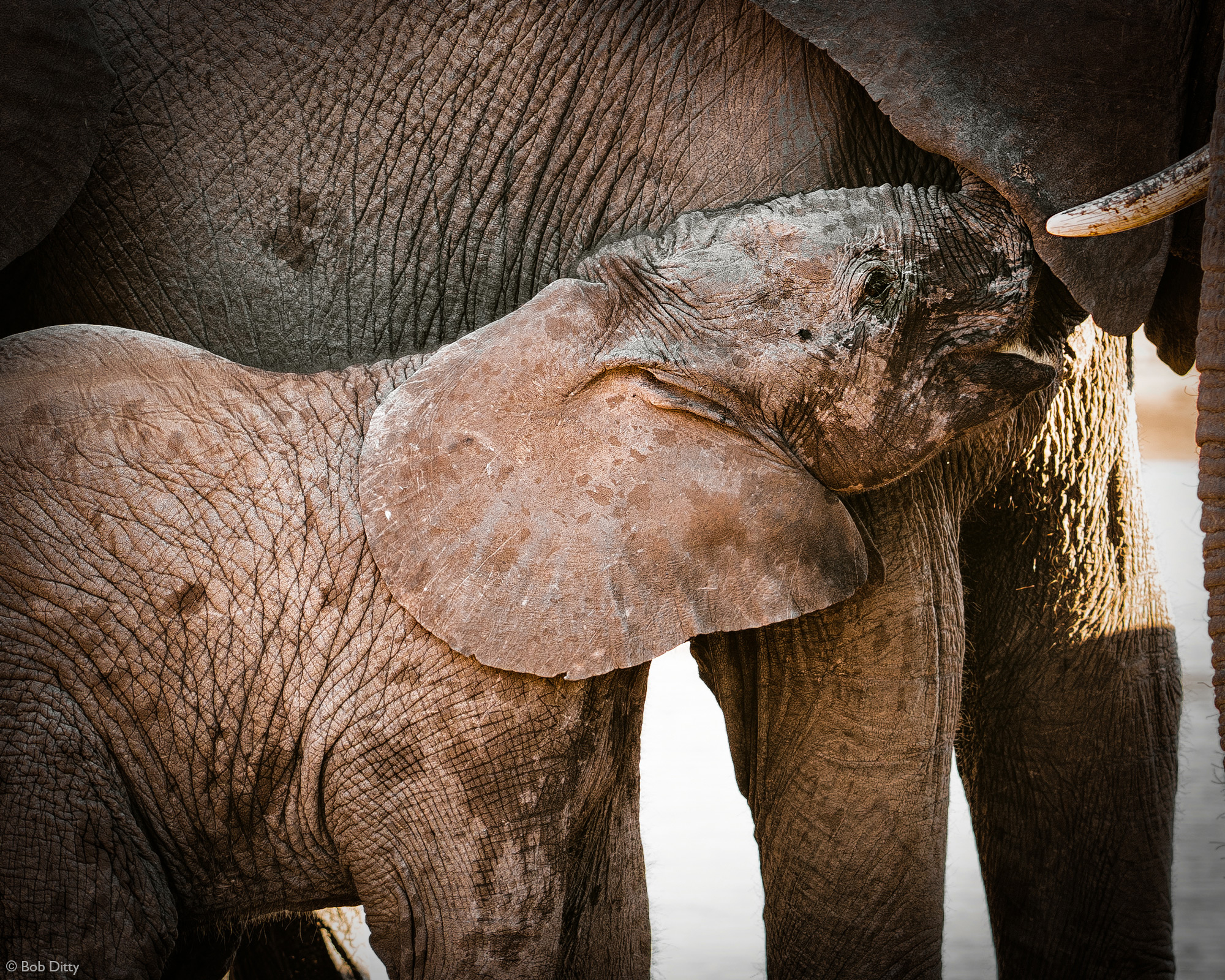 Elephant calf suckling from mother in Klaserie Private Nature Reserve, South Africa