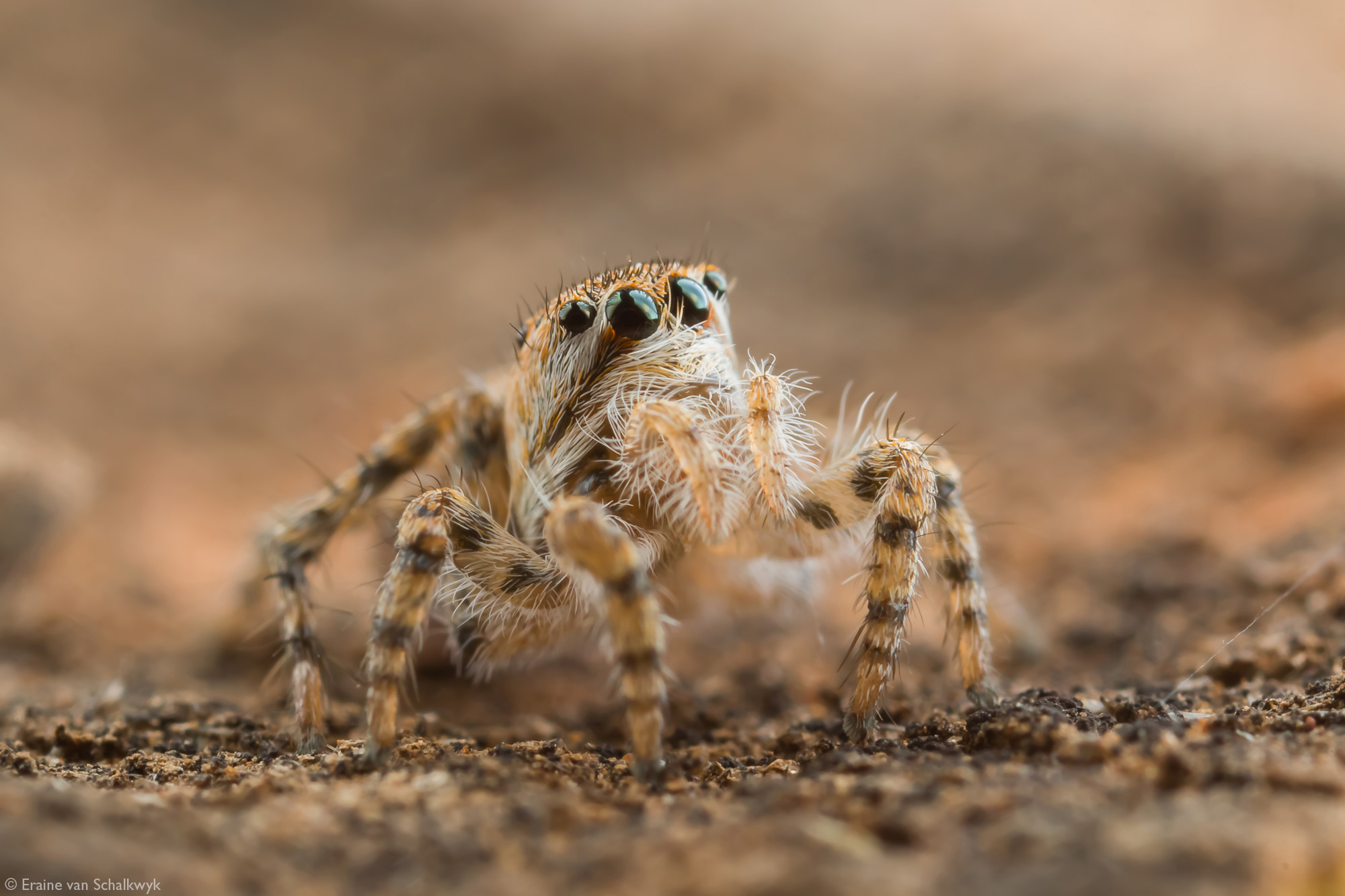 Jumping spider, macro photography, arachnid, Klaserie Private Nature Reserve, South Africa