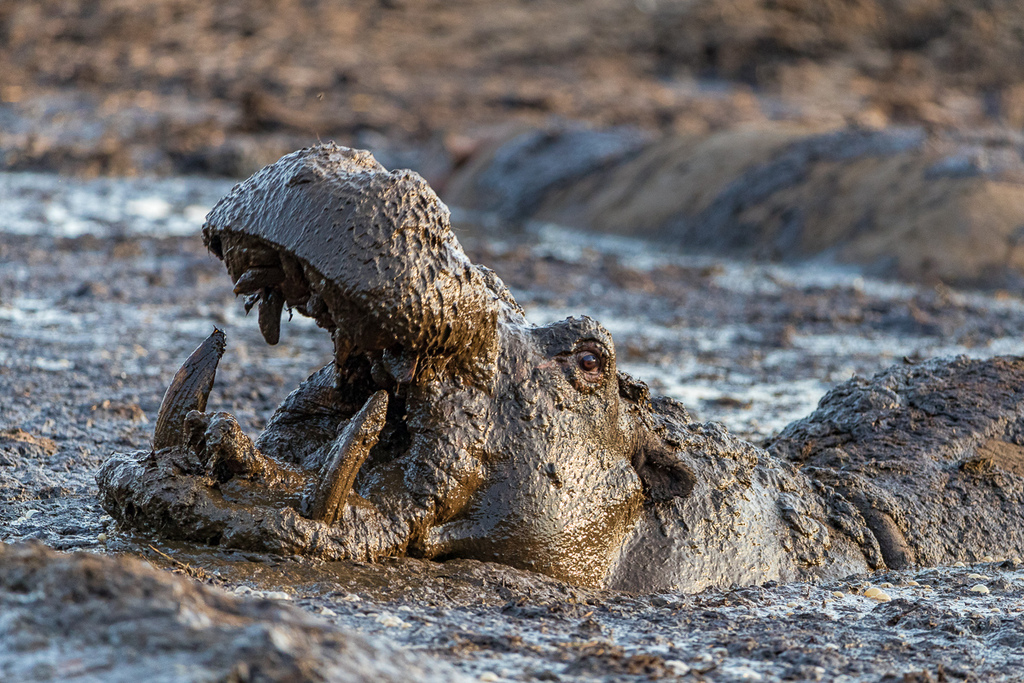 Hippos in a pool thickened with mud and dung near the Katavi National Park ranger station in Tanzania