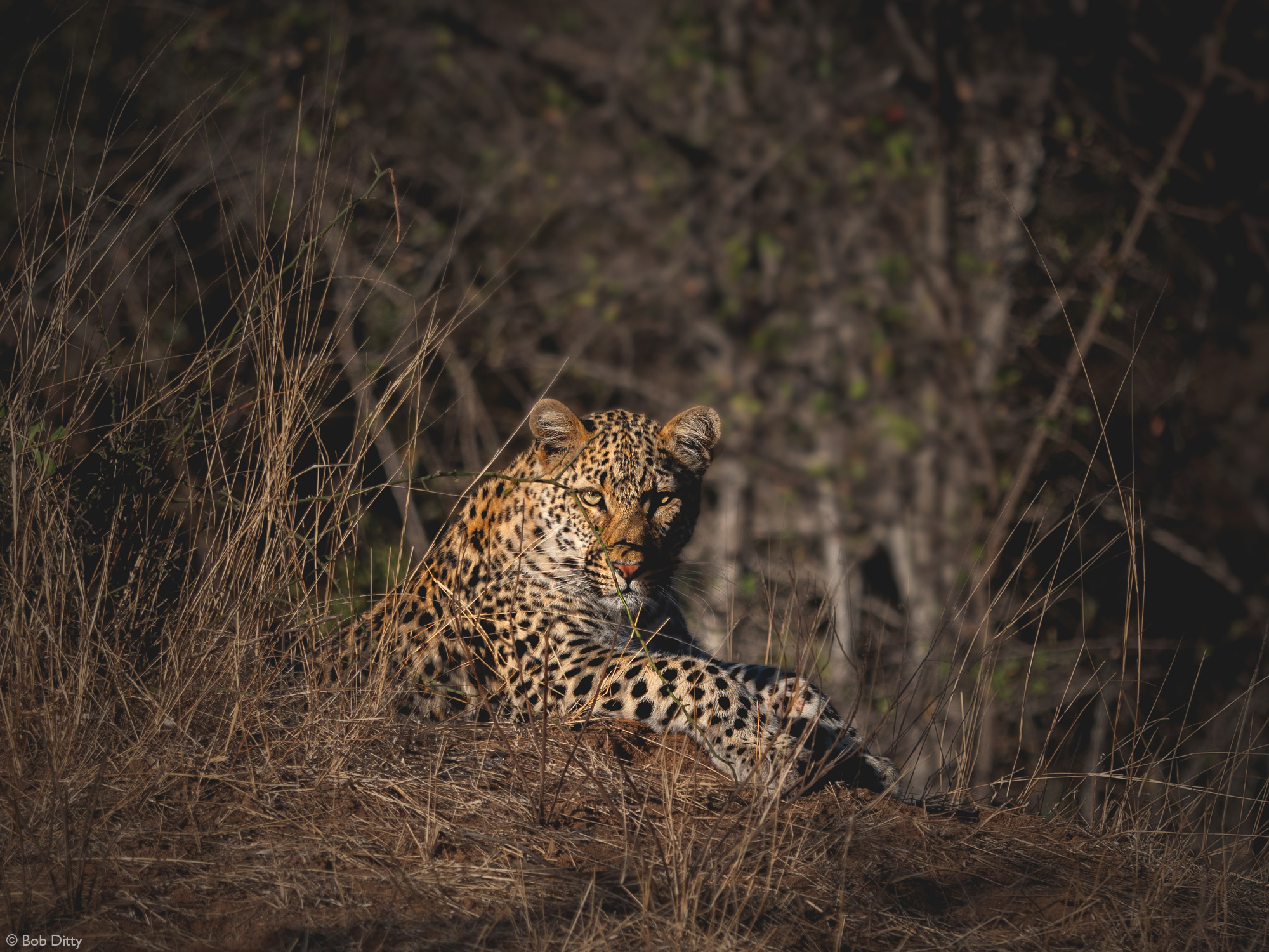 Leopard in Klaserie Private Nature Reserve, South Africa