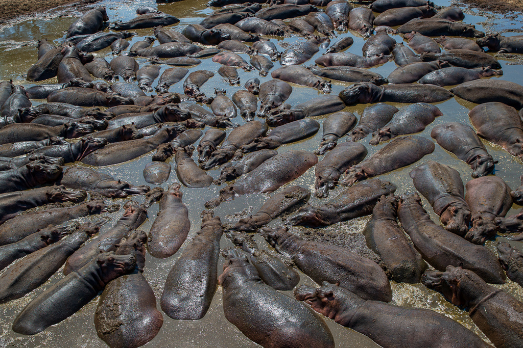 Pod of hippos in muddy pool in Kativi in Tanzania