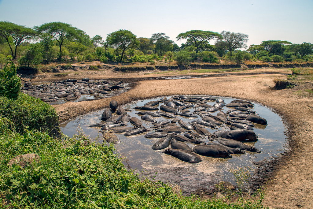 Hippos in a pool thickened with mud and dung in Kativi, Tanzania