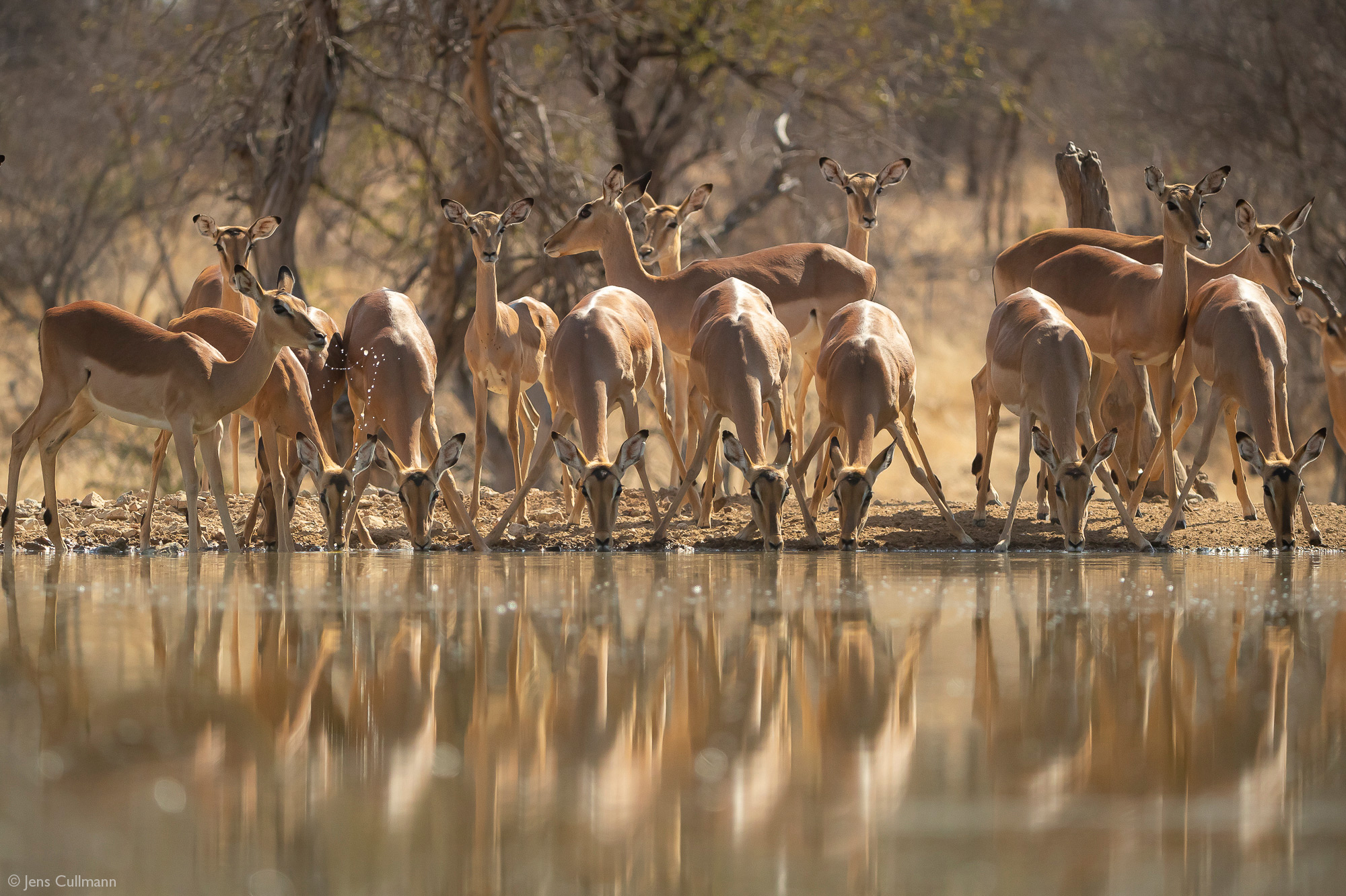 Impala herd at a waterhole, Klaserie Private Nature Reserve, South Africa
