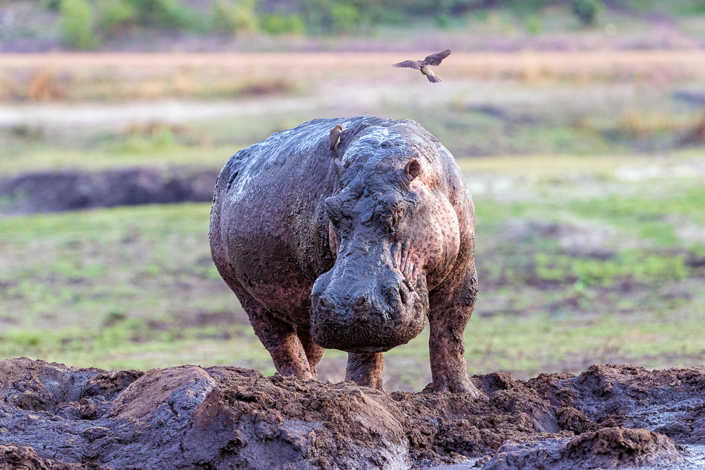 Hippo covered in mud in Kativi, Tanzania