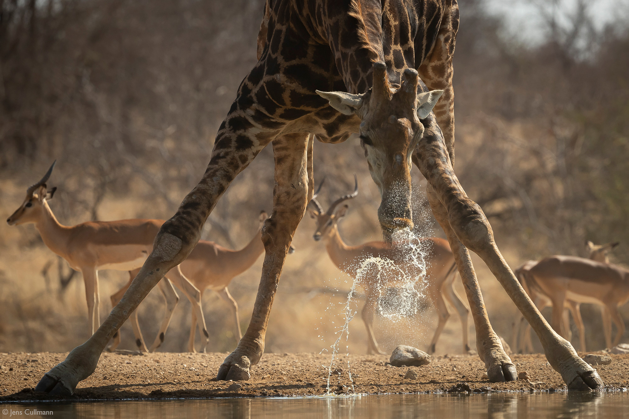 Giraffe drinking at a waterhole, Klaserie Private Nature Reserve, South Africa