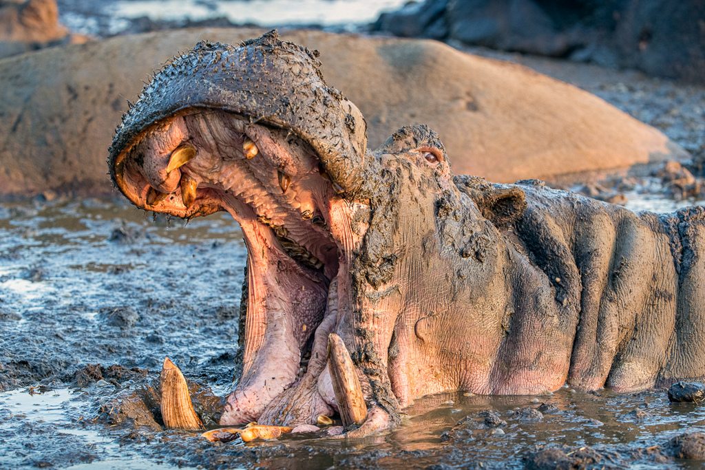 Hippo with mouth open in muddy water in Kativi, Tanzania