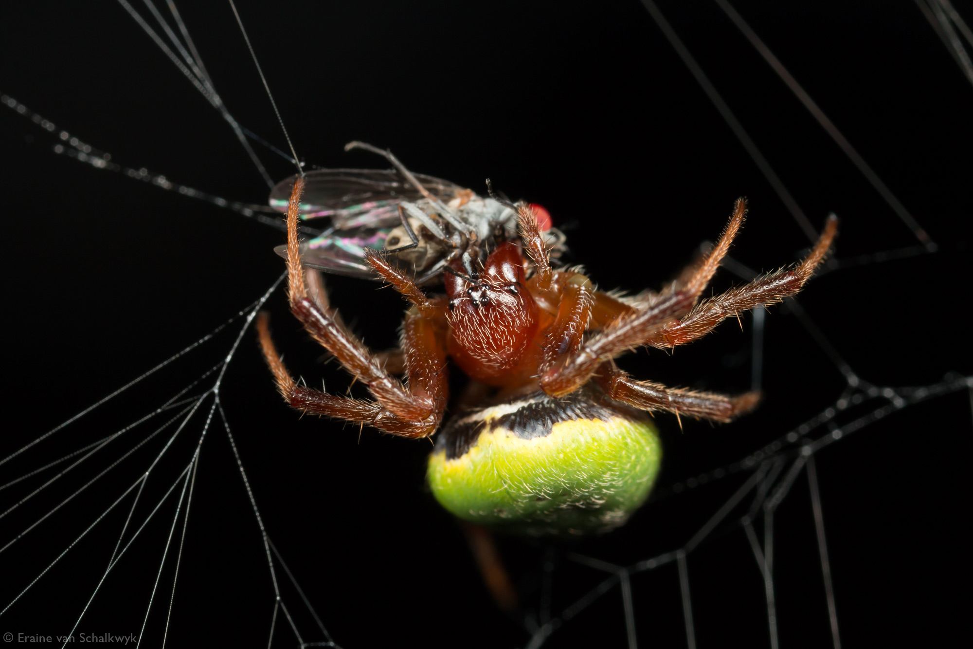 Green pea spider with prey, spider, arachnid, macro photography