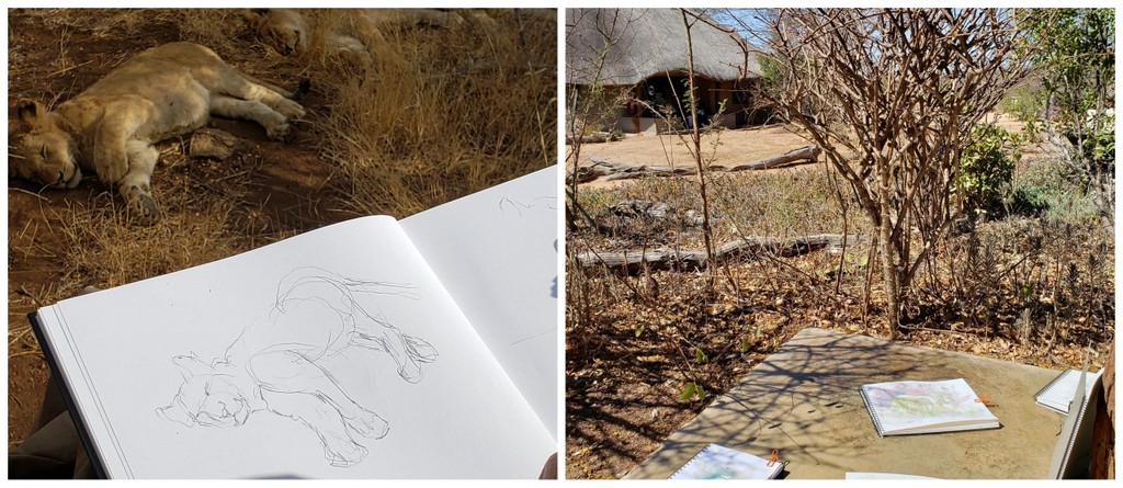 Two images of a sleeping lion cub being sketched and art books on a table by a lodge in Greater Kruger, South Africa