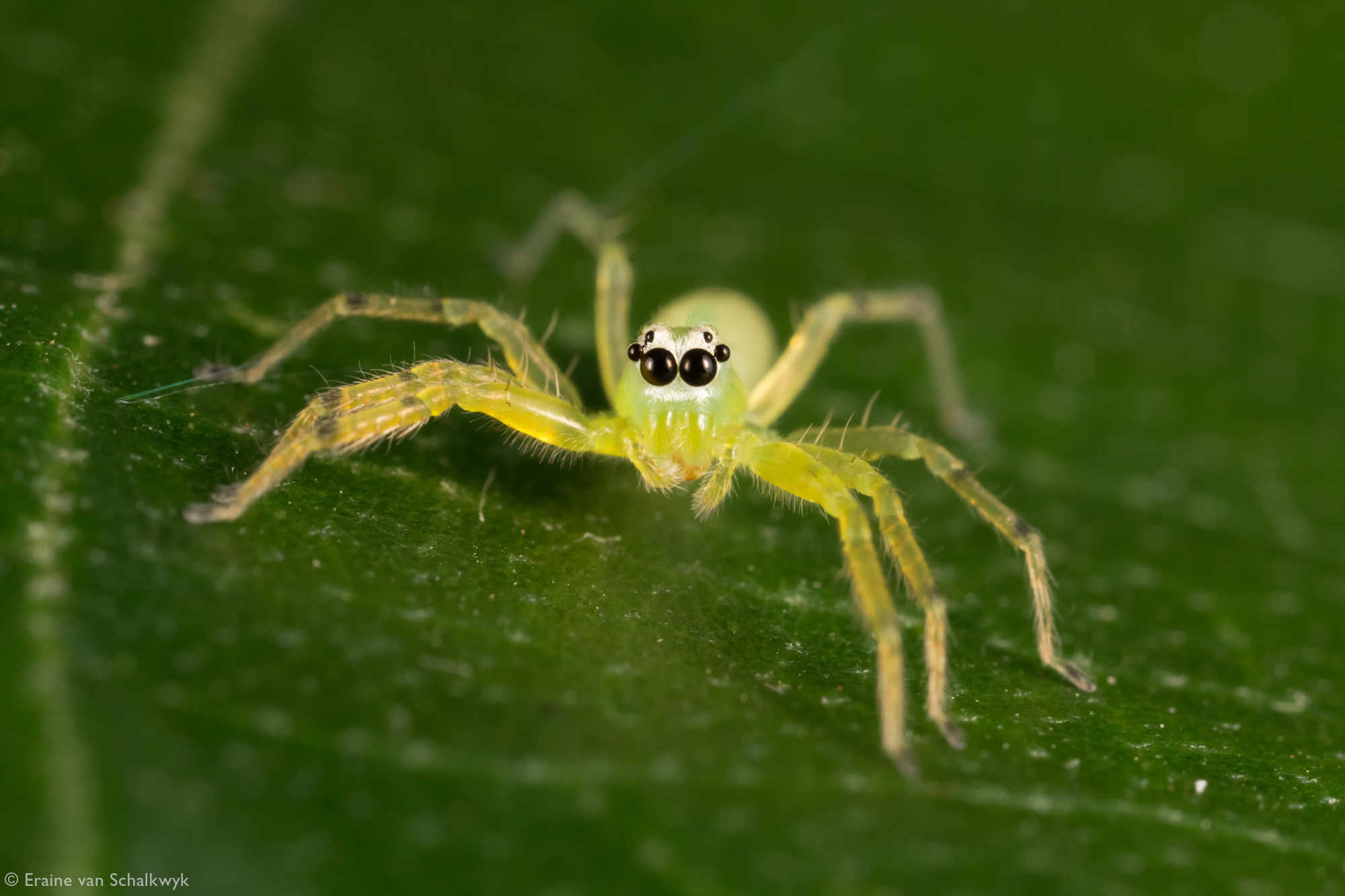 Green jumping spider, spider, arachnid, macro photography