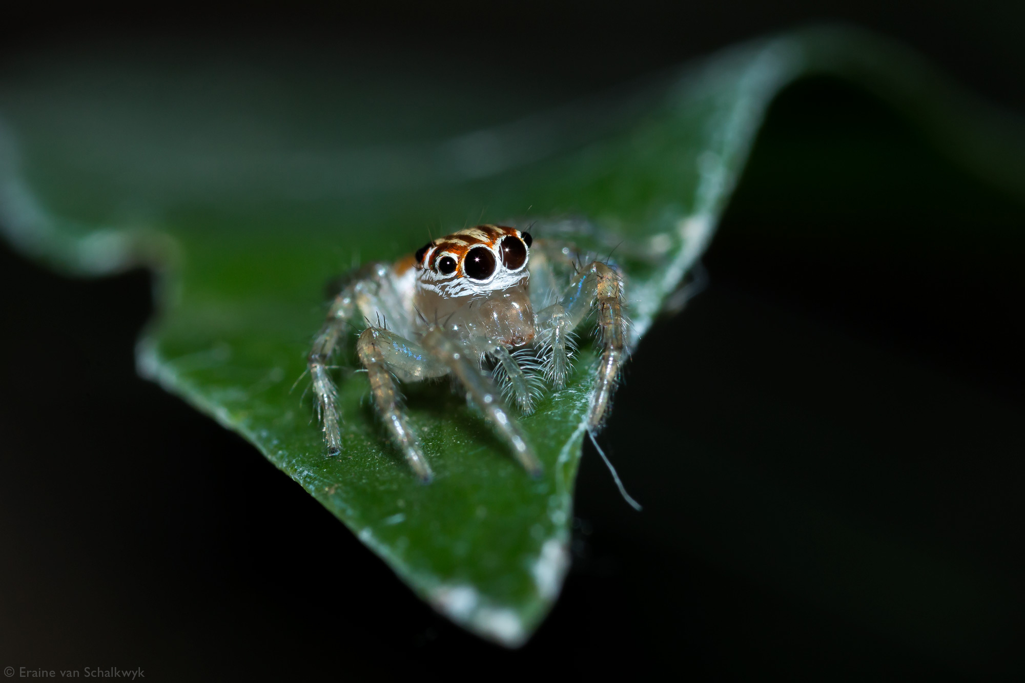 Jumping spider on edge of leaf, arachnid, macro photography