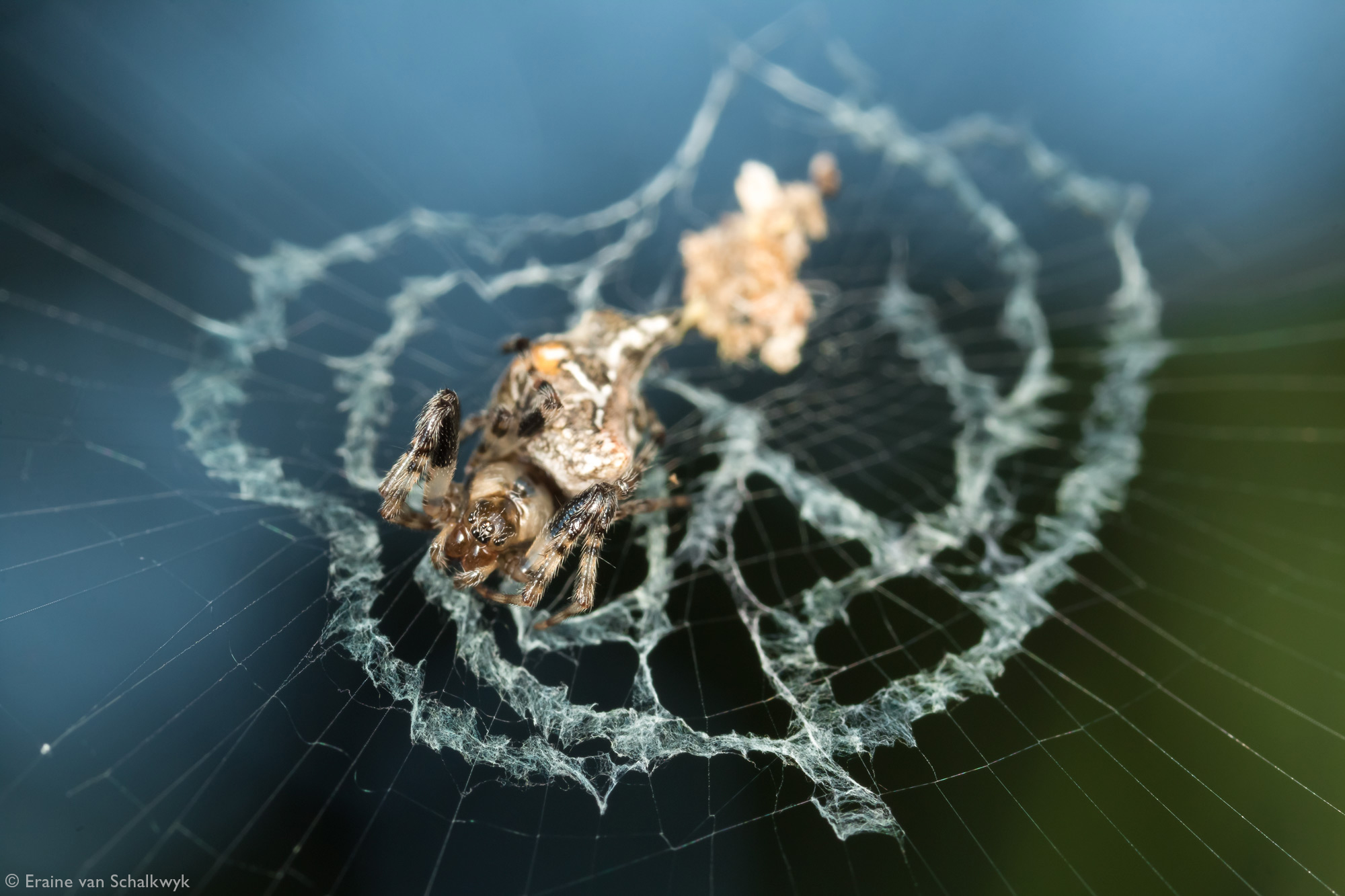 Spider in an orb web, spider, arachnid, macro photography