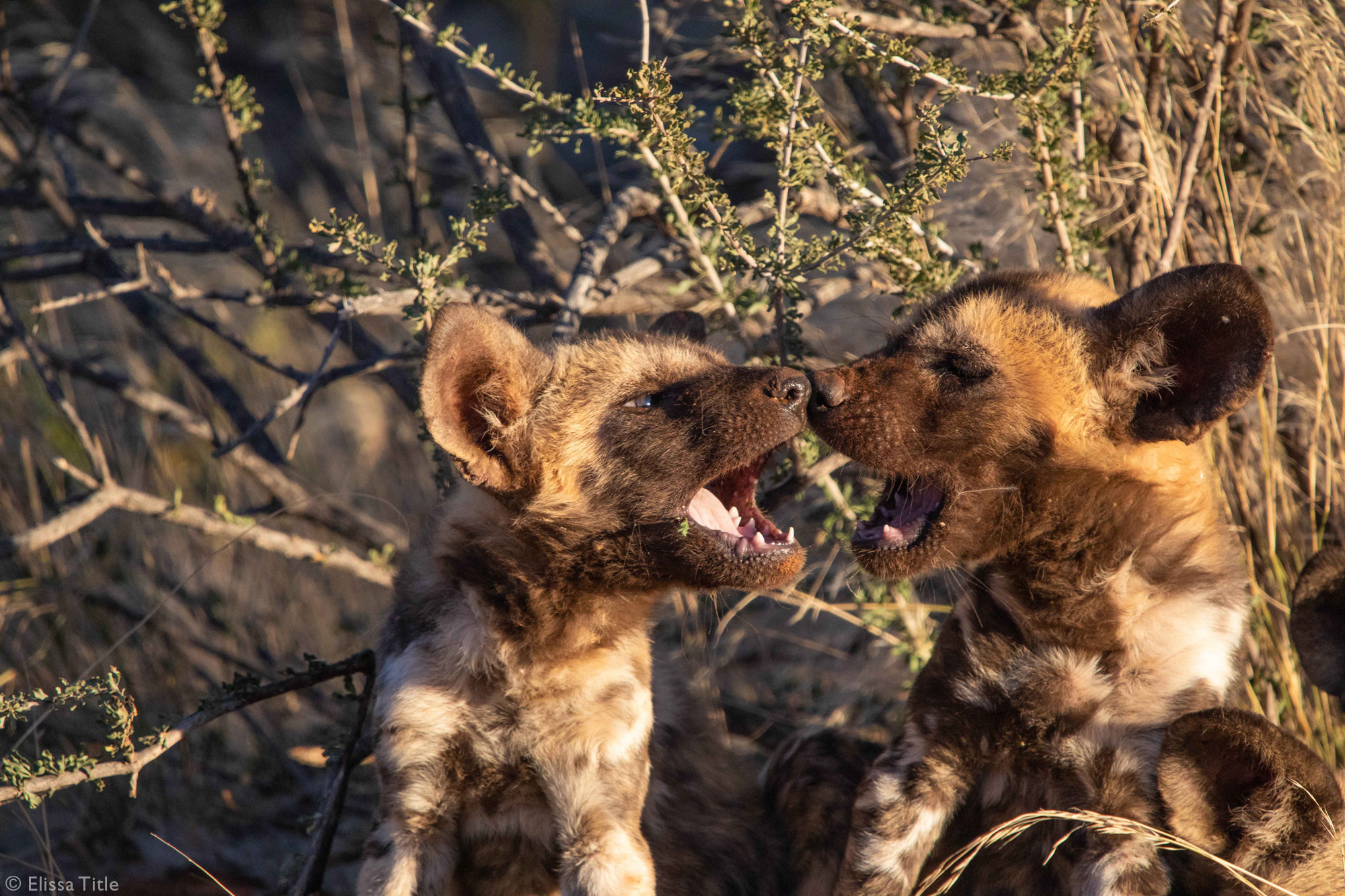 Two African wild dog, painted wolf, pups booping snoots