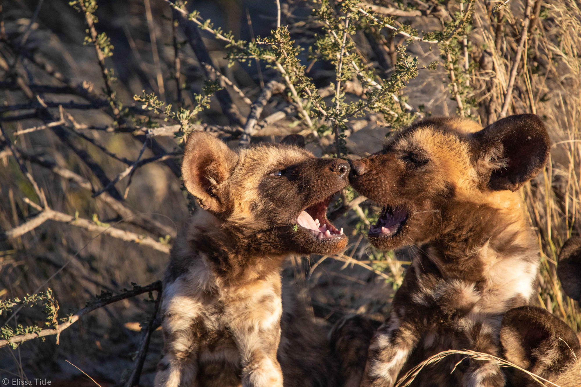 Bloodthirsty lions maul tiger in front of crying kids as safari turns  deadly - Daily Star