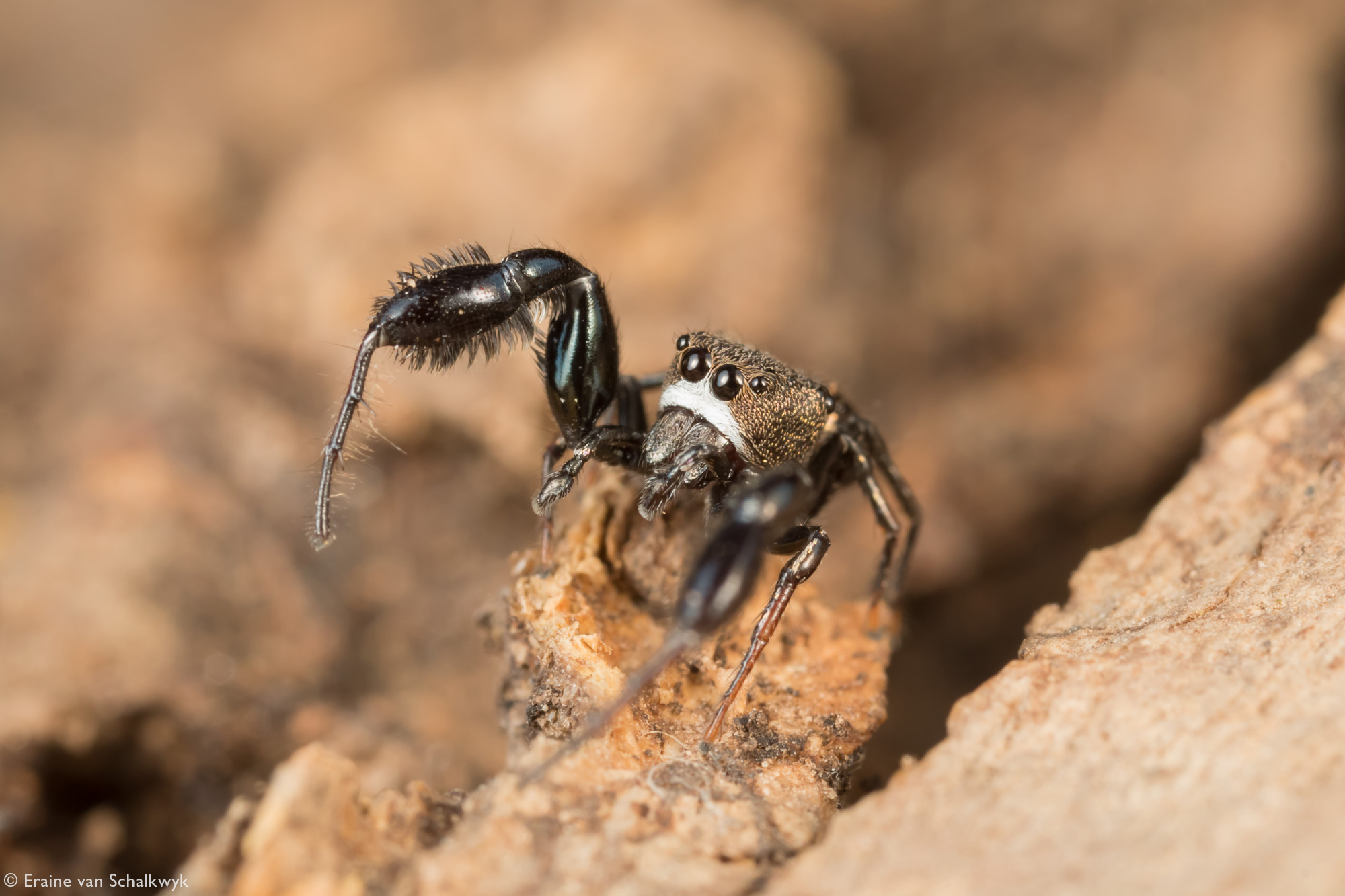 Male jumping spider, spider, arachnid, macro photography