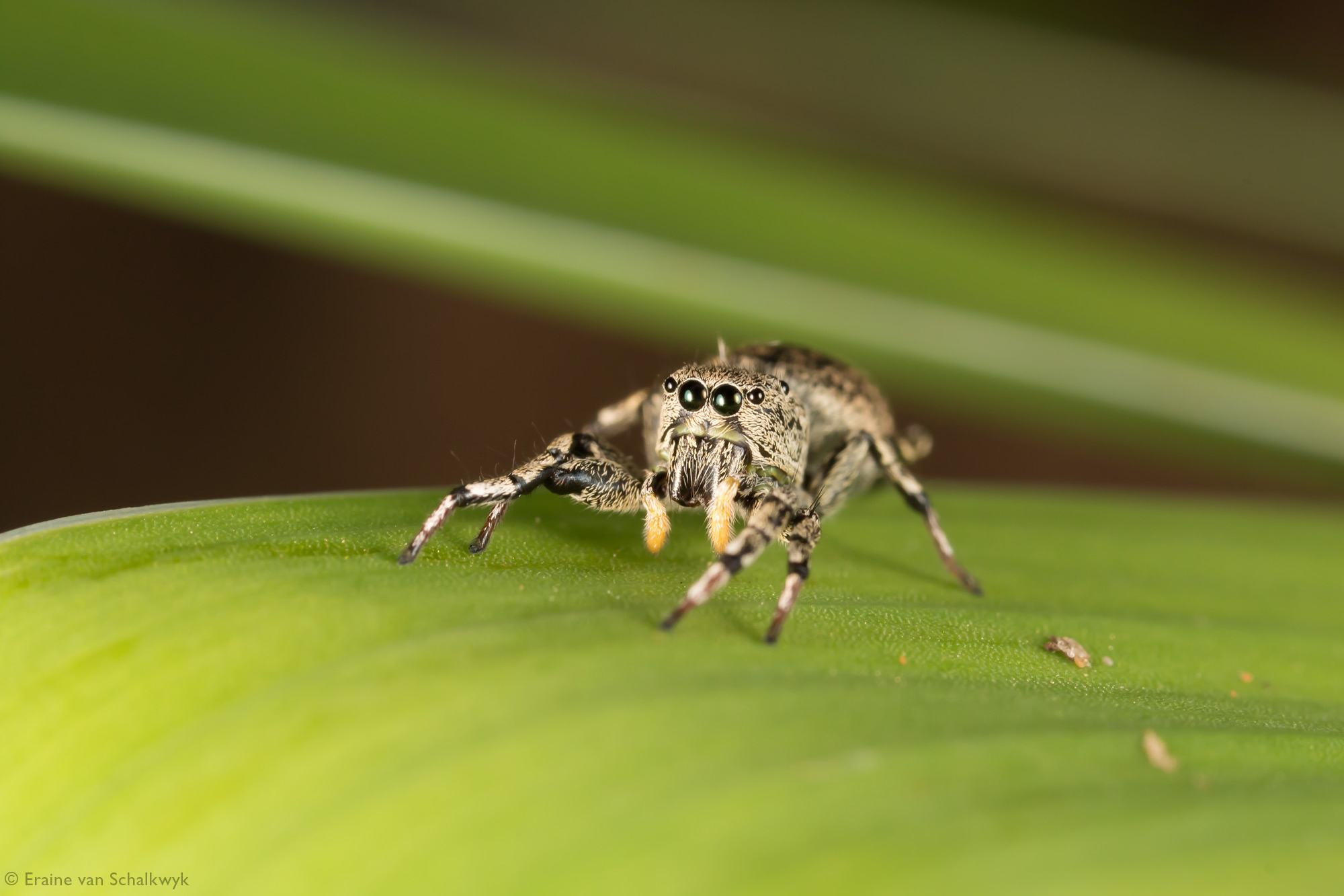 jumping spider, spider, arachnid, macro photography