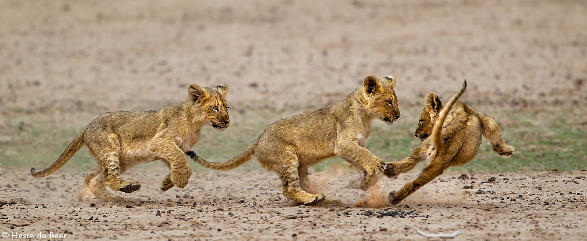 Three lions cubs running and playing with each other