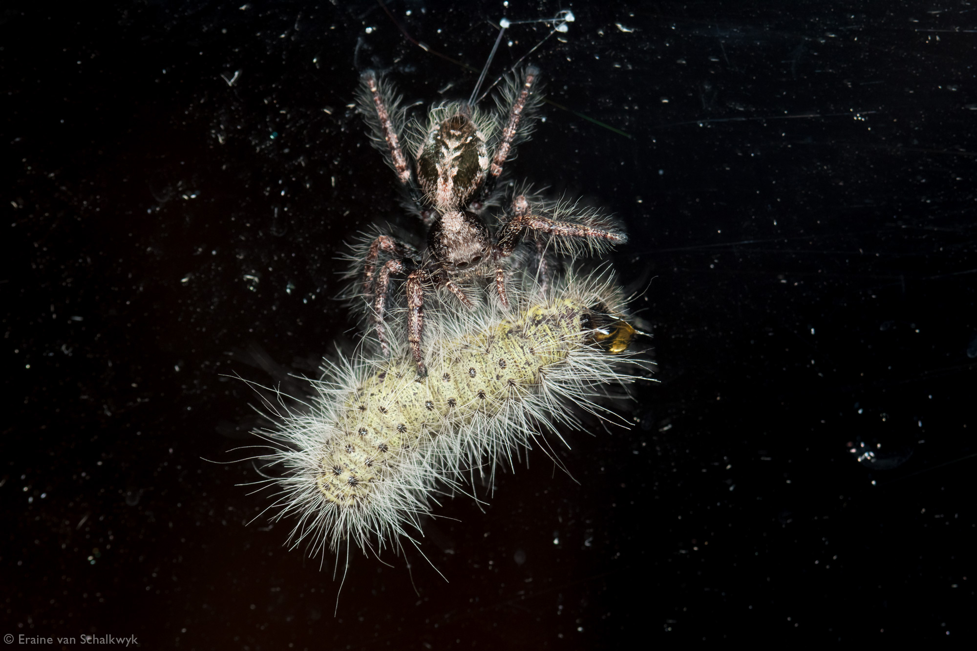Jumping spider (Hyllus treleaveni) with a processionary caterpillar, spider, arachnid, macro photography
