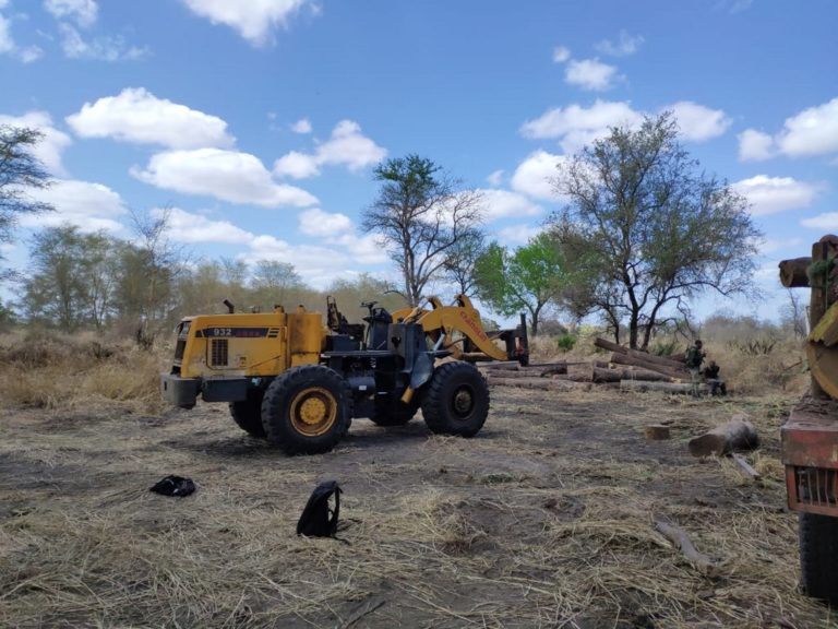 Large illegal logging operation uncovered in Mozambique - Africa Geographic