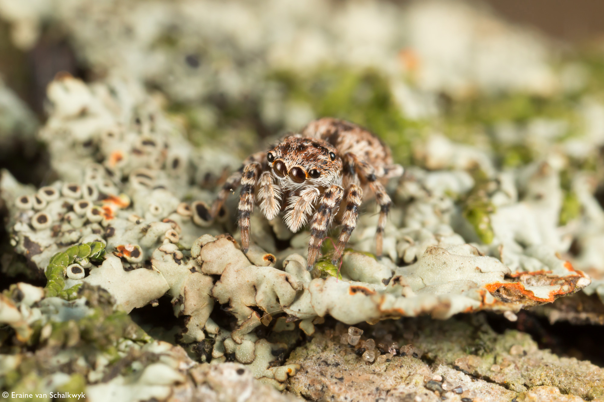 Jumping spider on lichen, spider, arachnid, macro photography