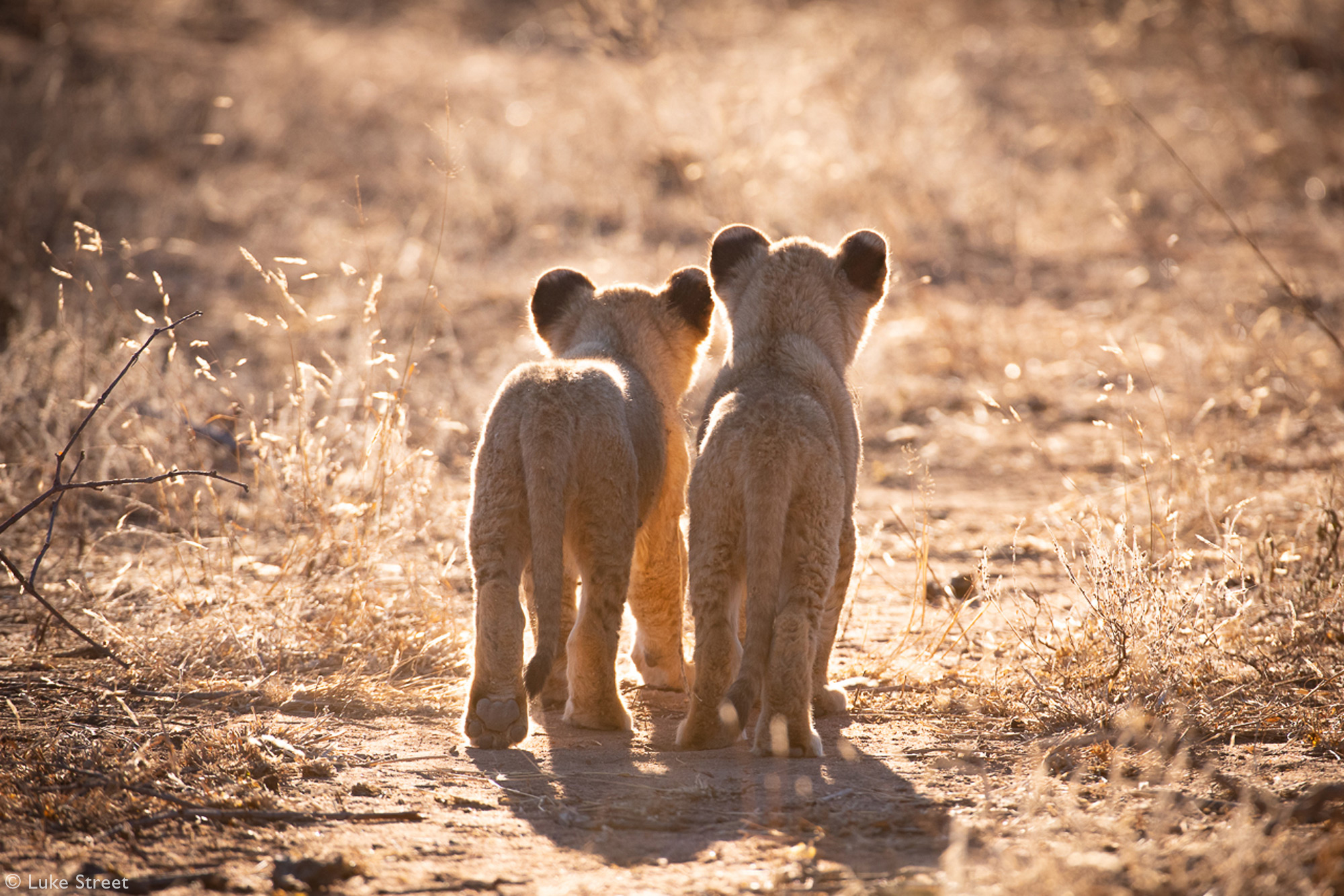 Two lion cubs walking down a sandy road