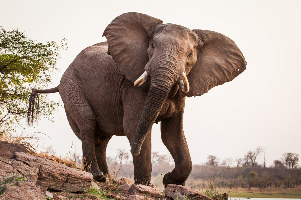 Elephant in Matusadonha National Park, Zimbabwe