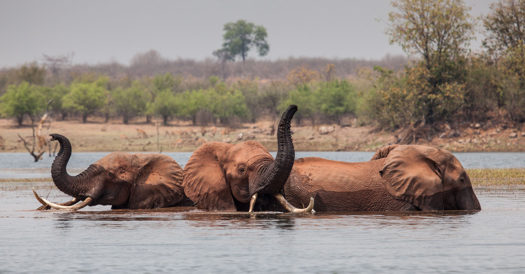 Three elephants in lake in Matusadonha National Park, Zimbabwe