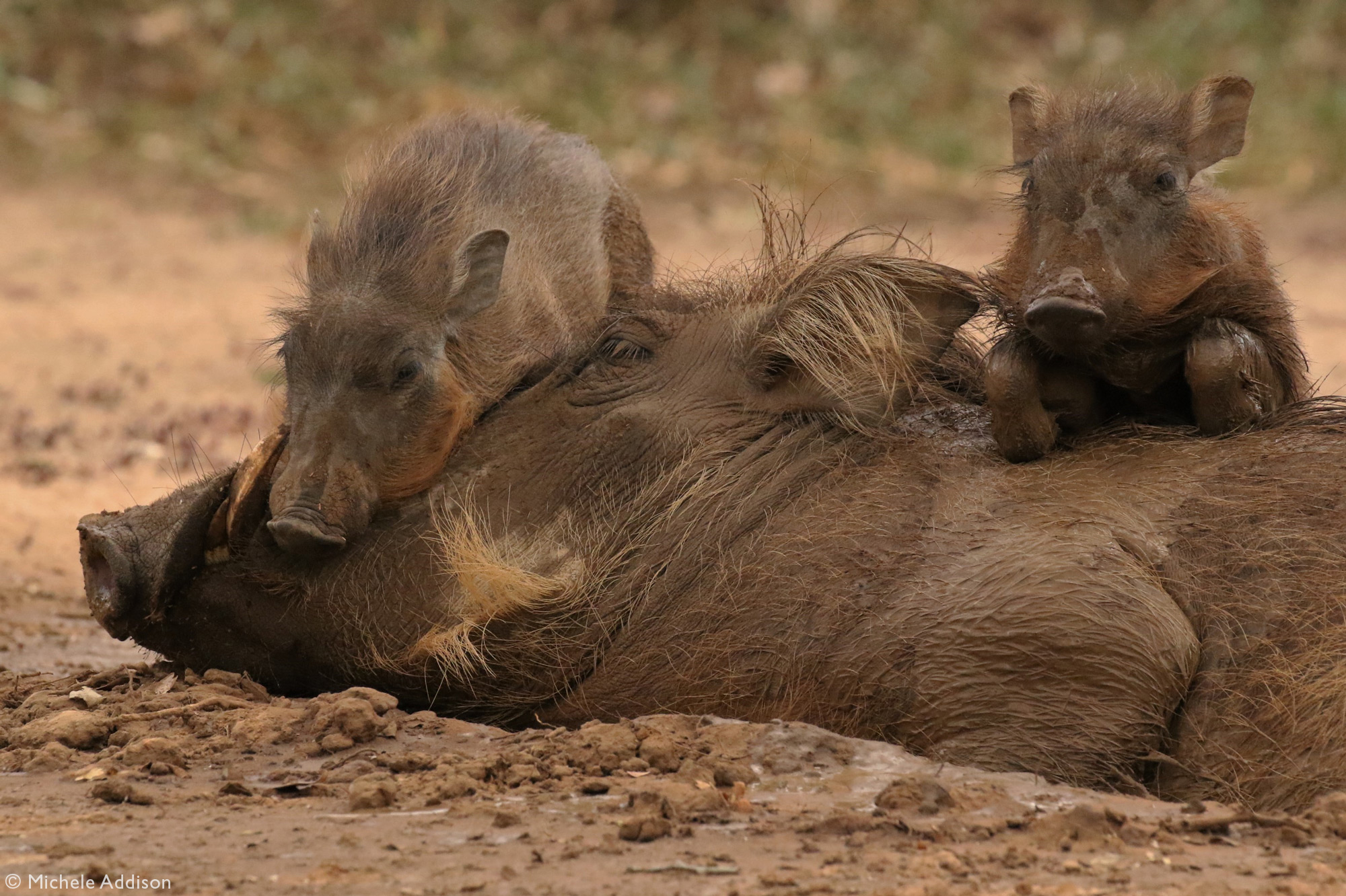 Two warthog piglets lying on their mother