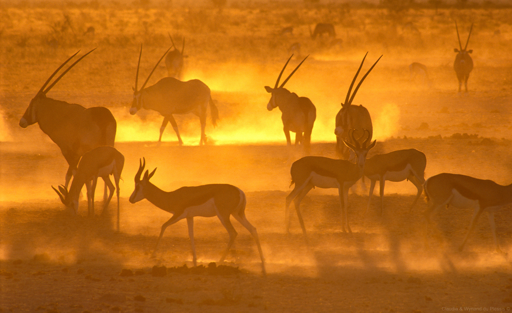 Springbok and gemsbok in Etosha, Namibia