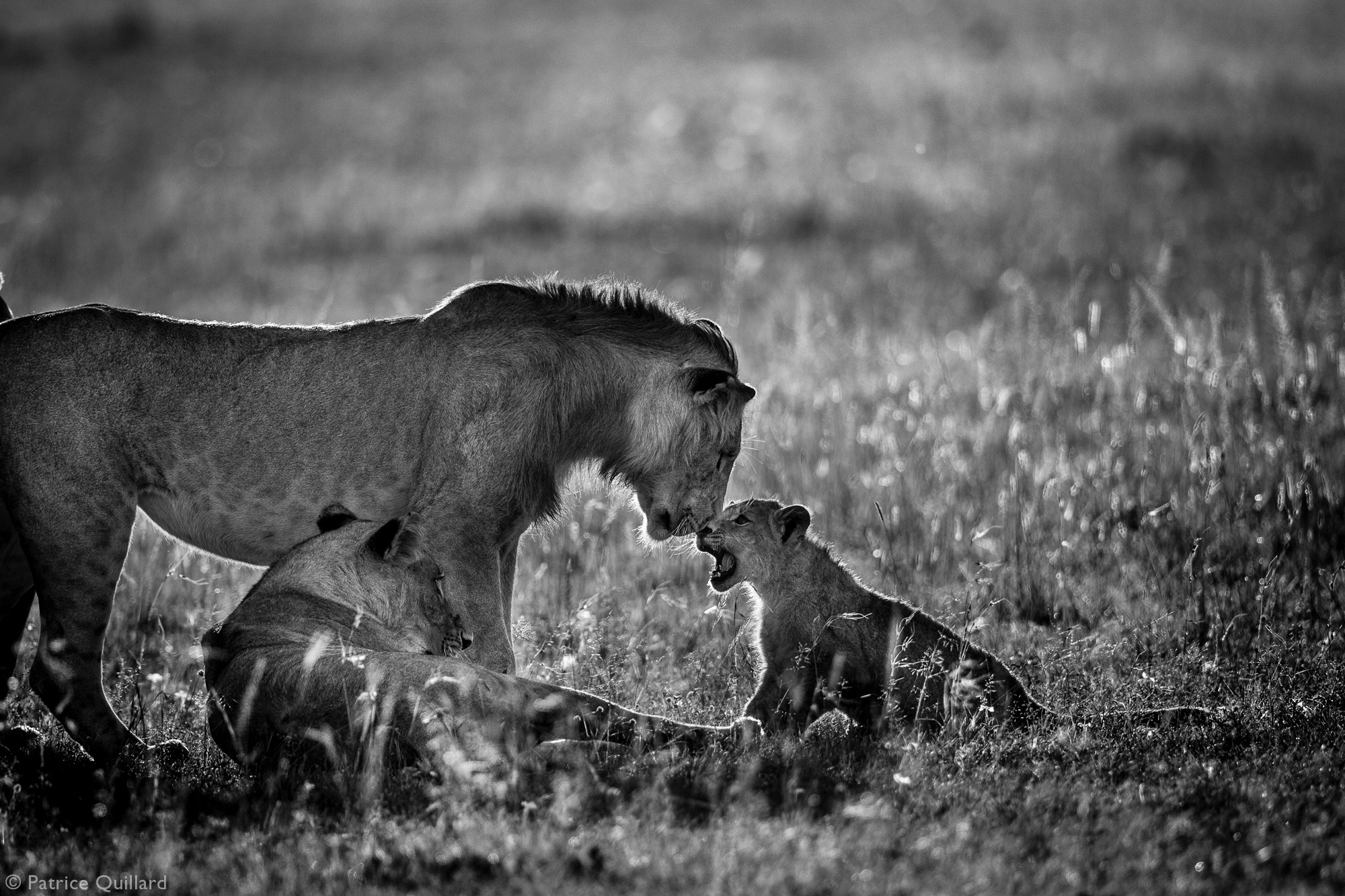 A lion cub greeting it's older brother