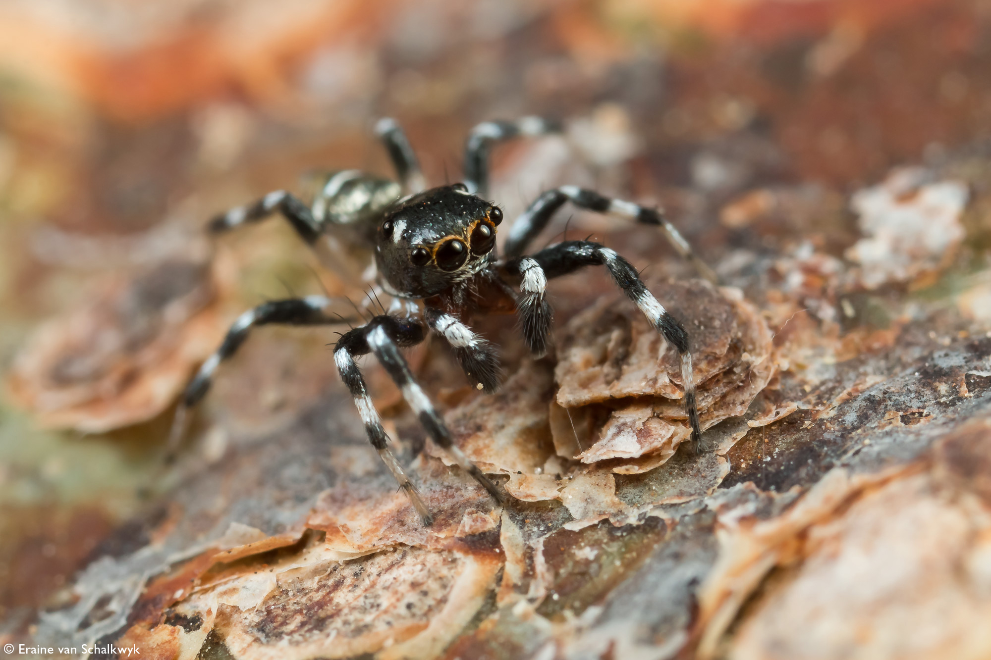 Jumping spider on tree, arachnid, macro photography