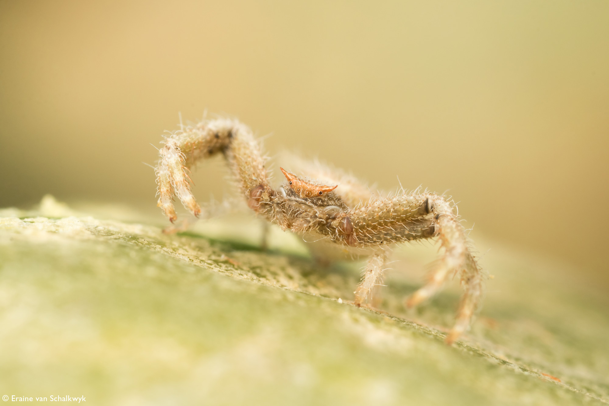 Crab spider on fever tree root, arachnid, macro photography