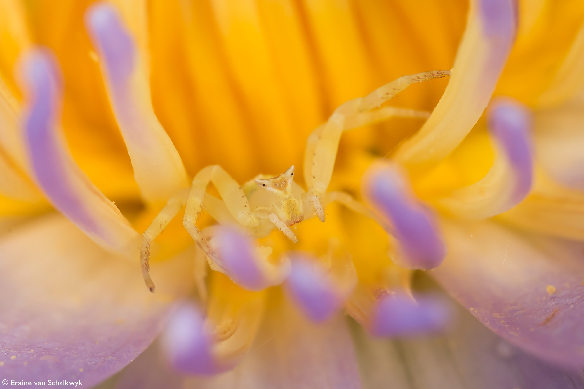 Crab spider on a water lily, spider, arachnid, macro photography