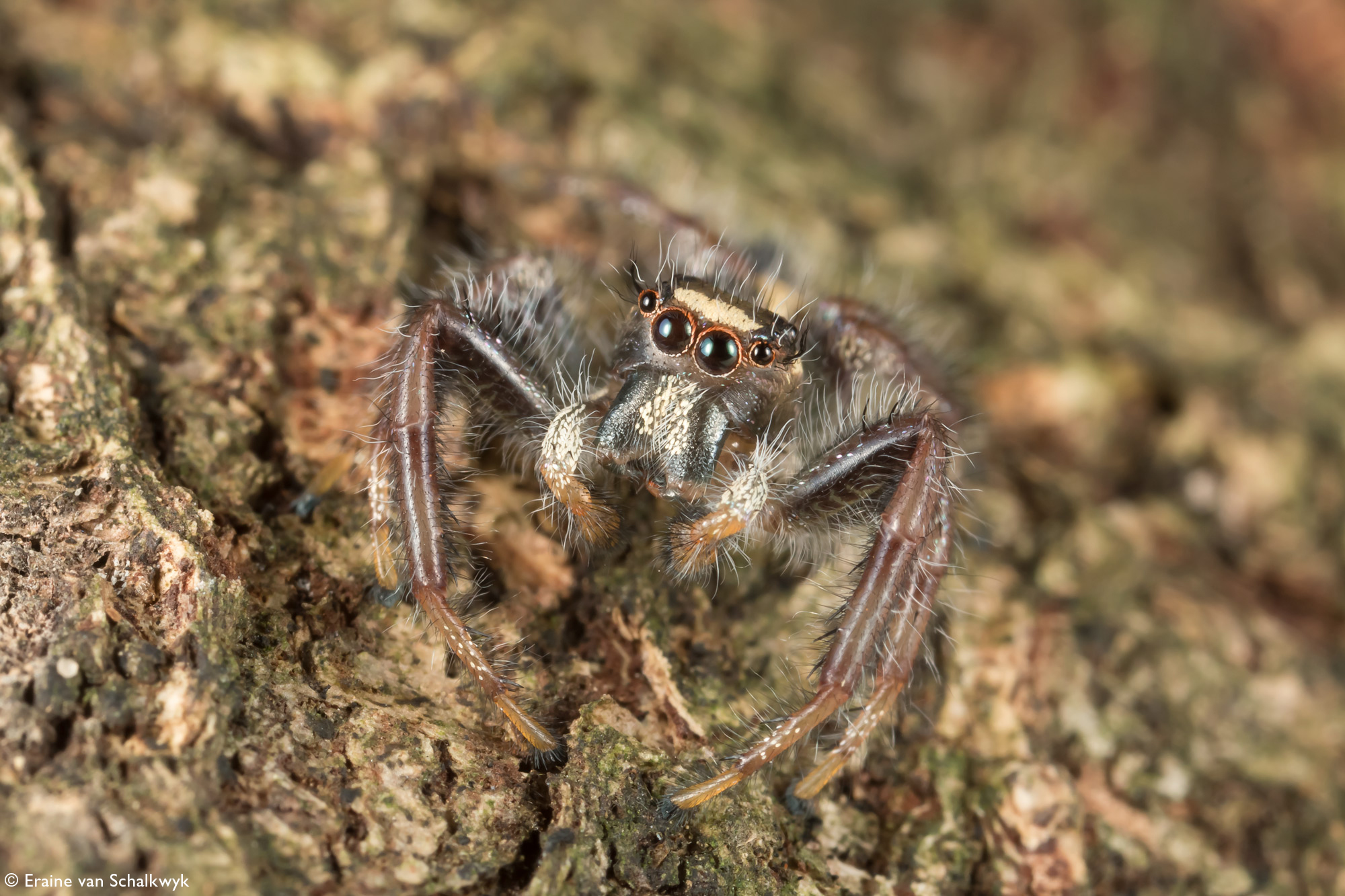 Jumping spider on tree trunk, arachnid, macro photography