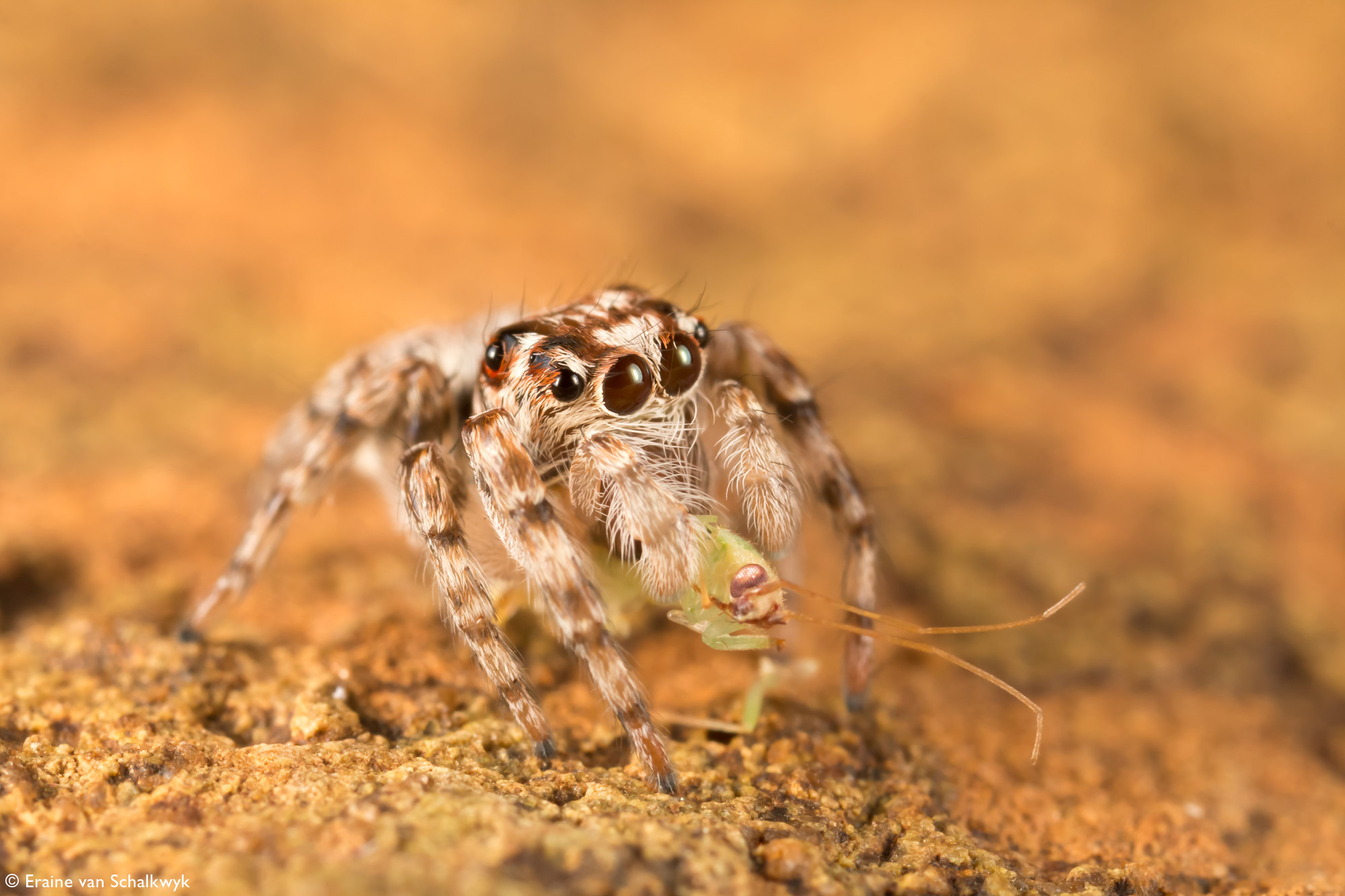 Jumping spider with prey, spider, arachnid, macro photography