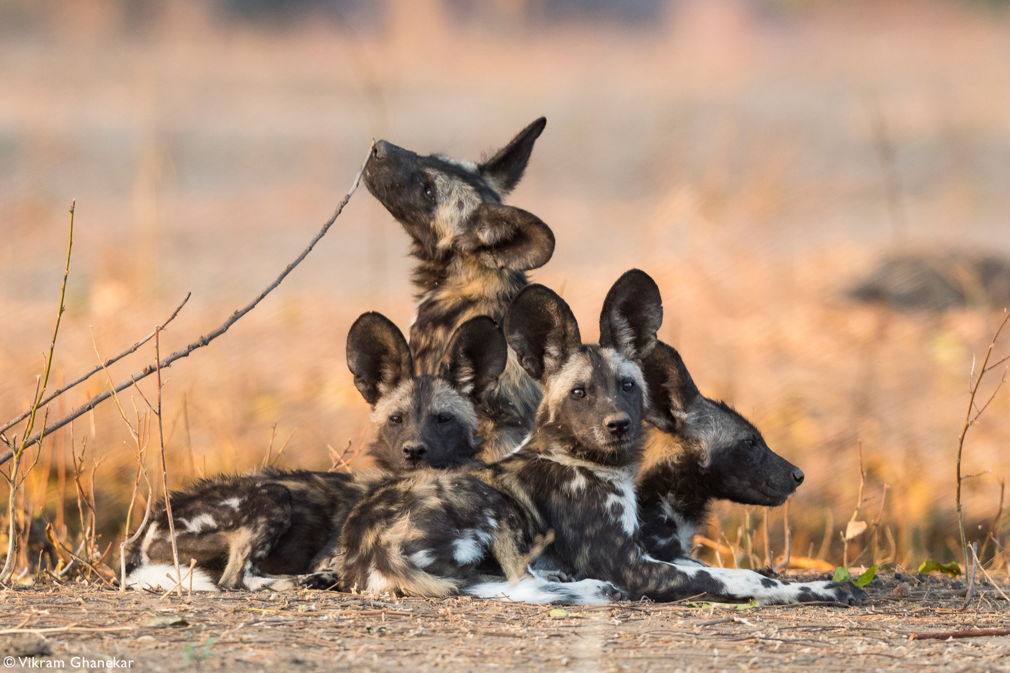 A pile of juvenile African wild dog, painted wolf, pups sitting together