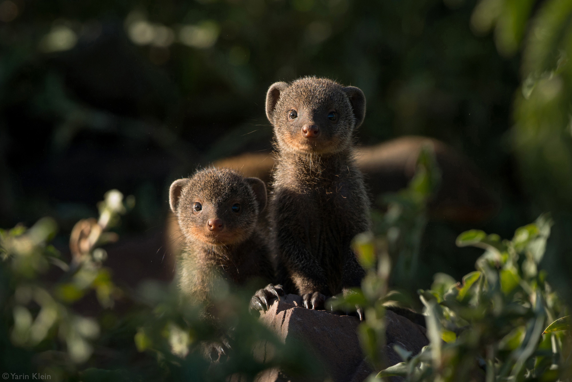 Two juvenile mongooses staring at the camera