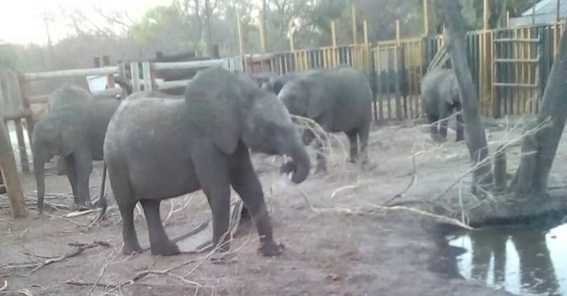 The baby elephants chew on dry sticks inside their boma in Zimbabwe 